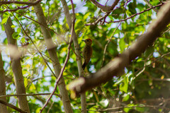 Dryobates passerinus