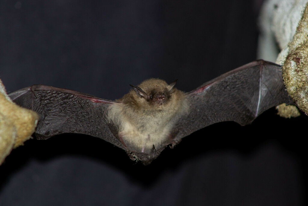 LaVal's Myotis