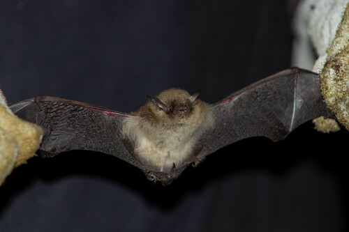LaVal's Myotis
