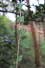 Cocculus hirsutus