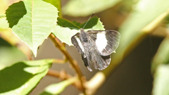 Corrachia leucoplaga