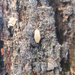 Ledromorpha planirostris
