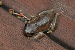Litoria balatus