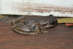 Litoria balatus