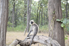 Semnopithecus hypoleucos