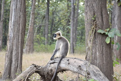 Semnopithecus hypoleucos