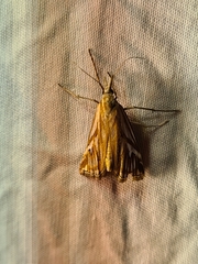 Hednota pleniferellus