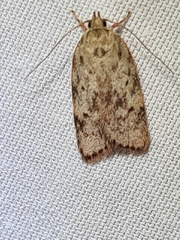 Oligoloba severa