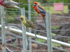 Platycercus elegans elegans × flaveolus