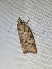 Oligoloba severa