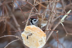 Passer montanus