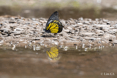 Prioneris cornelia