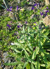 Anchusa hybrida