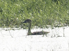 Dendrocygna javanica