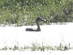 Dendrocygna javanica