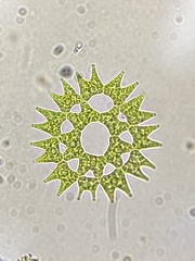 Pediastrum duplex