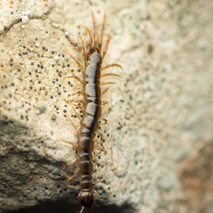 Lithobius calcaratus