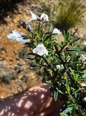 Prostanthera linearis