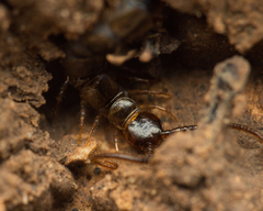 Lithobius calcaratus