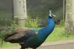 Pavo cristatus × muticus