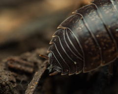 Porcellio gallicus