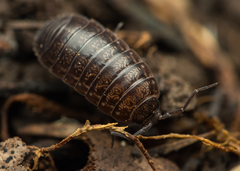 Porcellio gallicus
