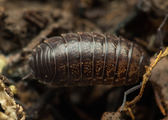 Porcellio gallicus