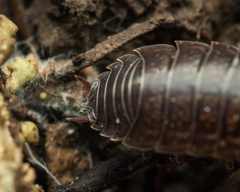 Porcellio gallicus