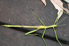 Didymuria violescens