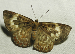 Synargis orestessa