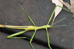 Didymuria violescens