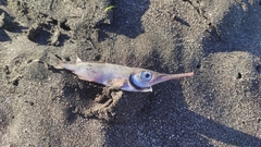Macroramphosus