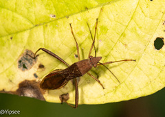 Riptortus linearis