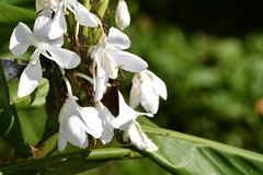Ancistroides nigrita