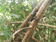 Diactor bilineatus