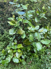 Dillenia suffruticosa