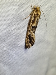 Moerarchis inconcisella