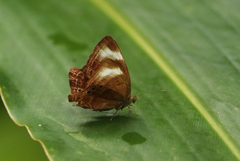 Abisara kausambi