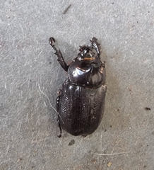 Cyphonistes vallatus