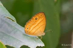 Mycalesis anapita