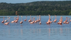 Phoenicopterus