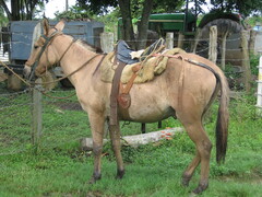 Equus asinus × caballus