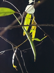 Tropidoderus childrenii