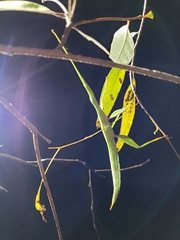 Tropidoderus childrenii