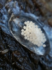 Argonemertes