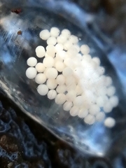 Argonemertes
