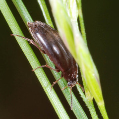 Anaspis