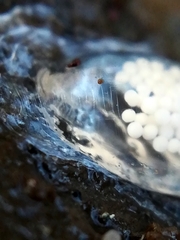 Argonemertes