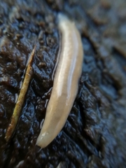 Argonemertes