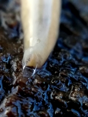 Argonemertes